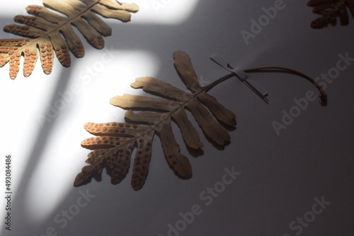 Dry leaf in a herbarium in the dim light of  Polypodium cambricum, the southern polypody, limestone polypiody, or Welsh polypody photo