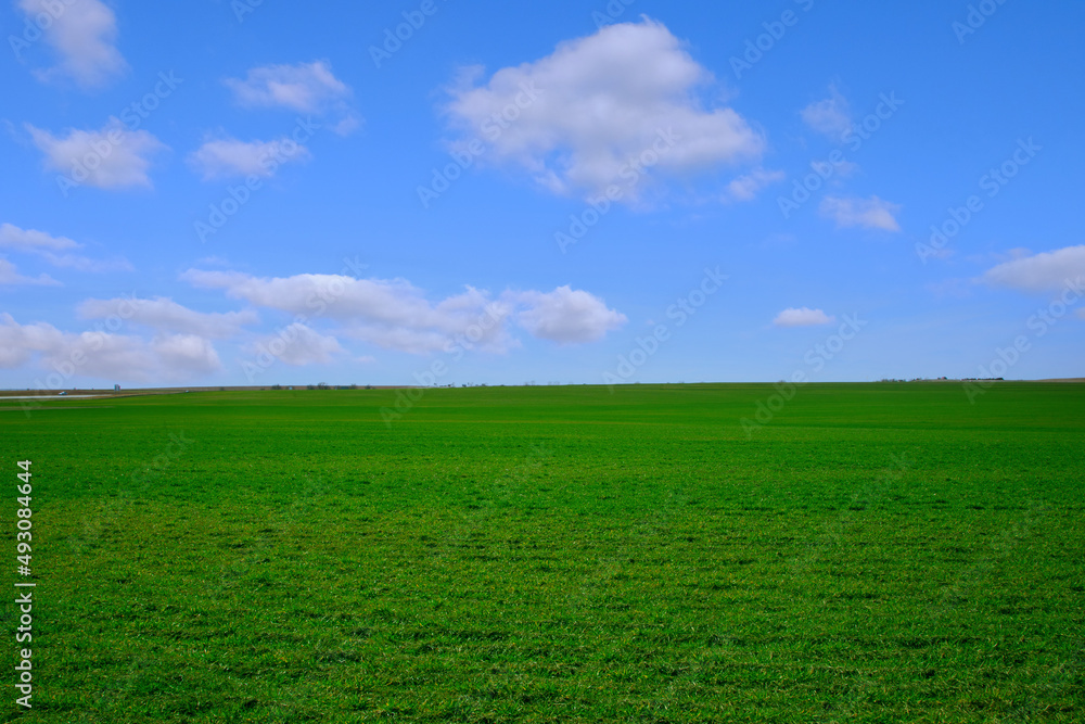 Green grass and blue sky with white clouds