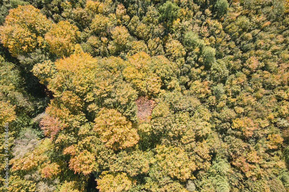 Aerial view of lush forest with green and yellow trees canopies in autumn woods on sunny day Aerial view of lush forest with green and yellow trees canopies in autumn woods on sunny day
