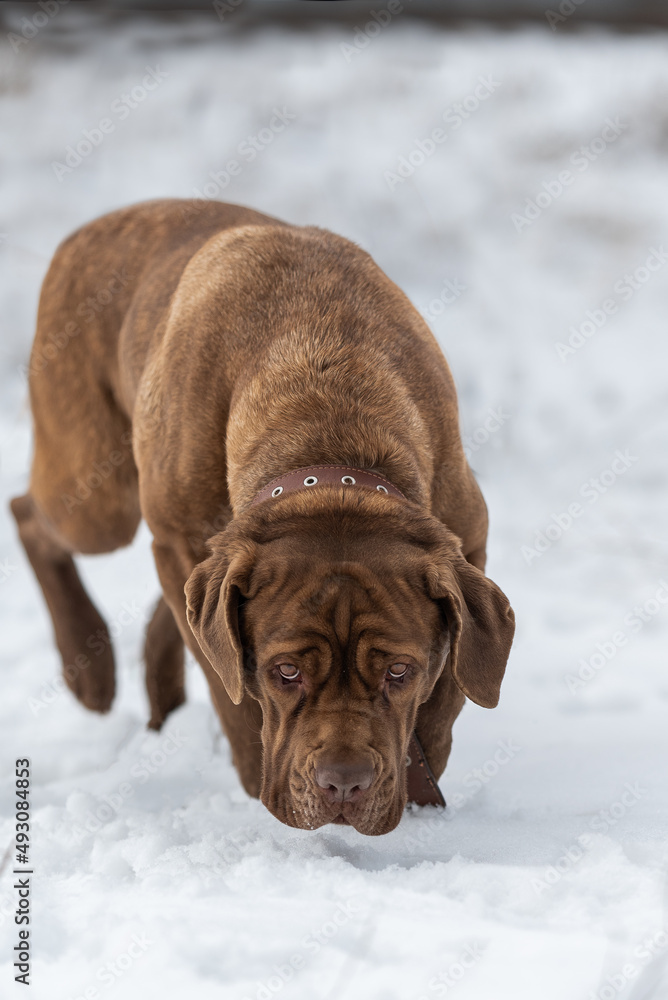 The dog cane corso walks through the snow in search of something to eat. The dog cane corso walks through the snow in search of something to eat.