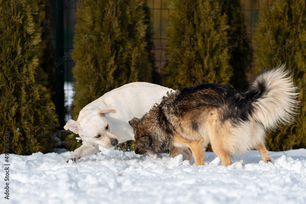 a mongrel dog and a purebred labrador are playing in a snowy yard. a mongrel dog and a purebred labrador are playing in a snowy yard.