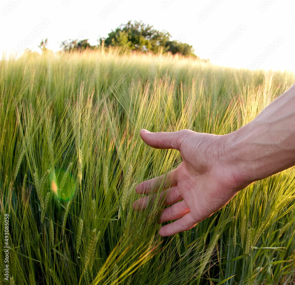 green ear of wheat holds a human hand. peaceful clear sky above the earth green ear of wheat holds a human hand. peaceful clear sky above the earth
