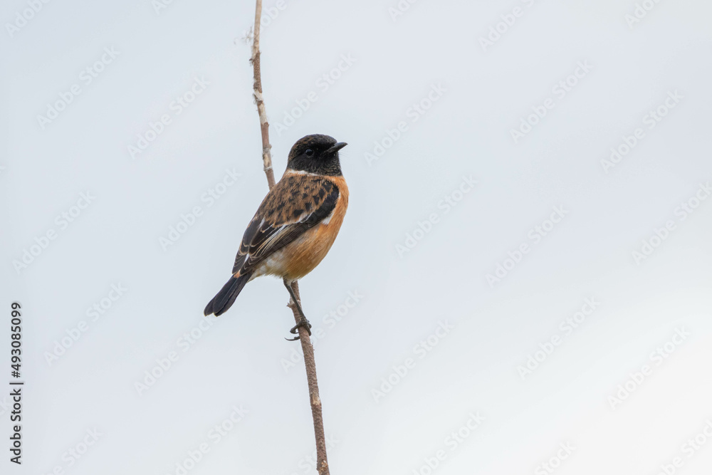 Fototapeta premium Cape thrush perched on a twig by the river in South Africa