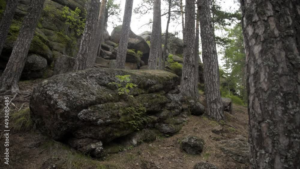 Wilderness landscape forest with birch and pine trees and moss on boulders wild scenery. Old crumbling rock with trees, roots and soil. Covered with moss rocks and tree at forest. Wilderness landscape forest with birch and pine trees and moss on boulders wild scenery. Old crumbling rock with trees, roots and soil. Covered with moss rocks and tree at forest.