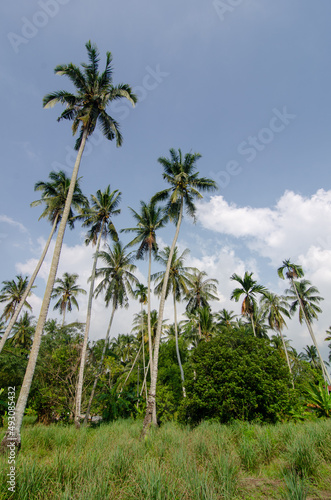 Peaceful green scenery of coconut trees