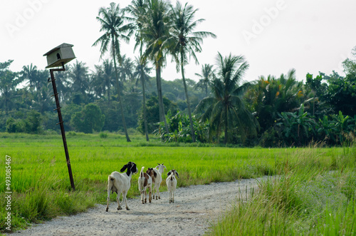 Goat walk at the rural path photo