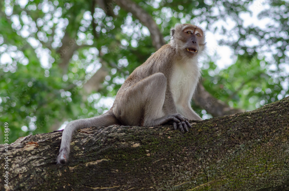 Monkey portrait on tree. Malaysia rainforest animal.