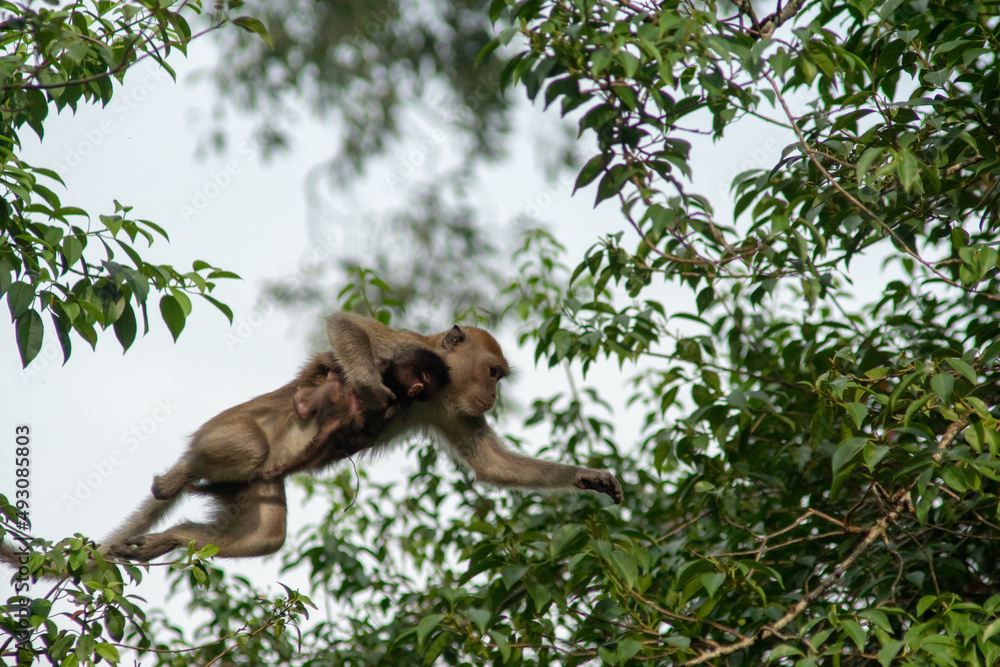 Obraz premium Monkey carry baby jump the tree.
