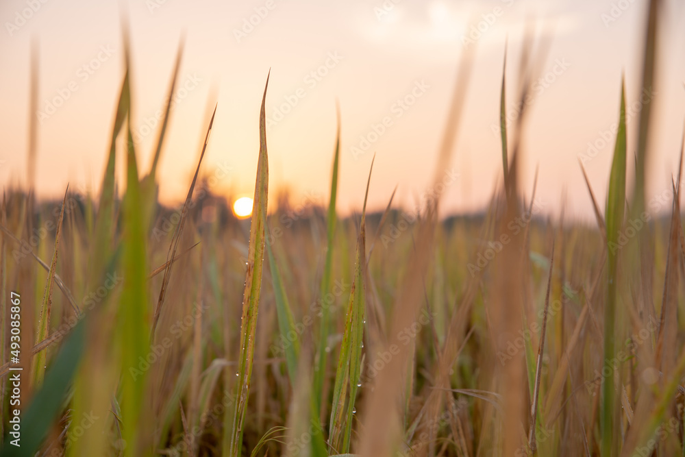 Ripe yellow paddy field during sunset