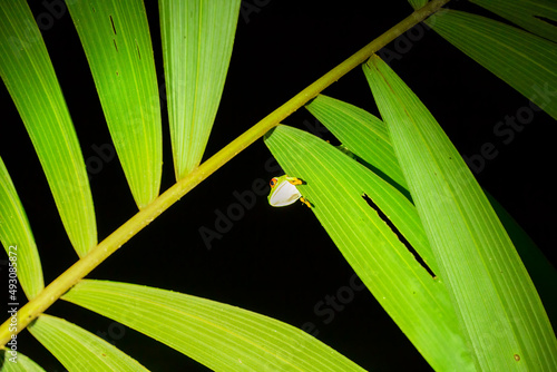 Red eyed treefrog on a leaf at night photo