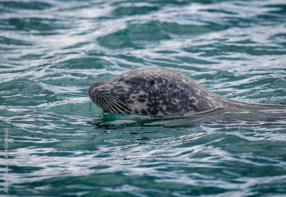 Fototapeta premium seal in water