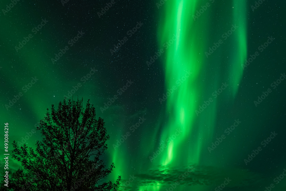 aurora borealis over the tree