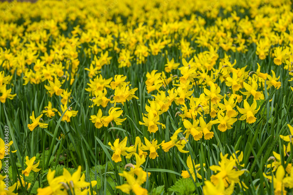 Fototapeta premium Photo of early spring daffodils, macro photography 