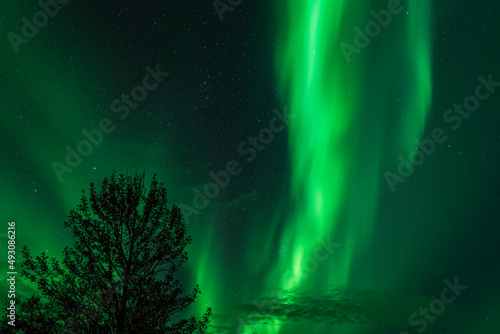 Wallpaper Mural aurora borealis over the tree Torontodigital.ca