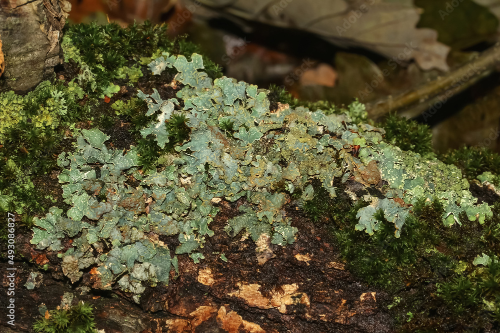 Blasenflechte auf einem Baumstamm, Hypogymnia physodes