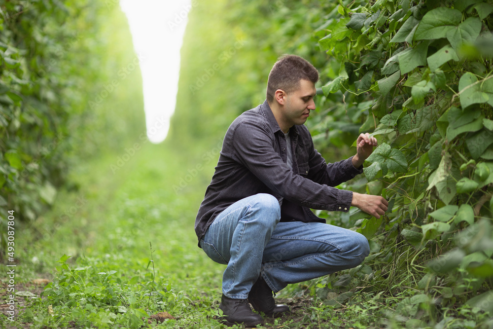 Farmer on a green bean plantation. Agricultural industry Farmer on a green bean plantation. Agricultural industry