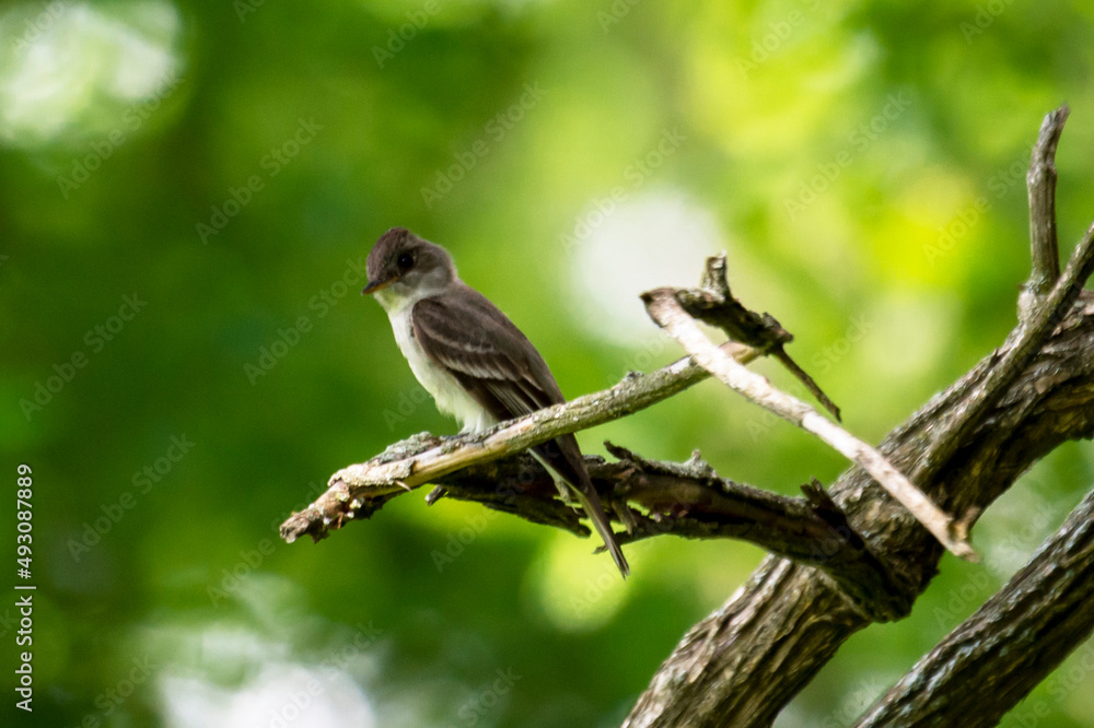 An Eastern Wood-Pewee sits on a branch. An Eastern Wood-Pewee sits on a branch.