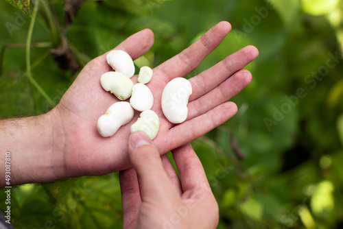 Green beans on a man's hand. Harvest time