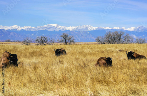 Colorado - American Bison