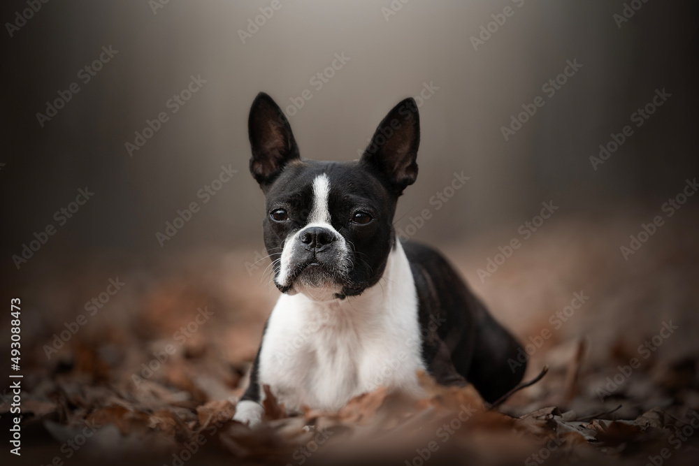 Cute Boston Terrier dog in autumn time Cute Boston Terrier dog in autumn time