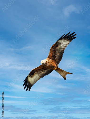 Close up of a Red kite in flight against blue sky