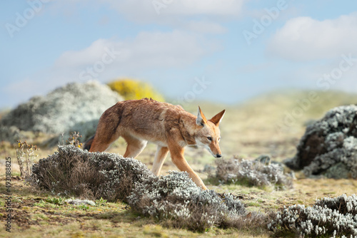 Rare and endangered Ethiopian wolf in the highlands of Bale mountains, Ethiopia © giedriius