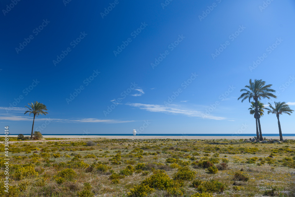 Palm trees, sun and beach. Spectacular landscape.