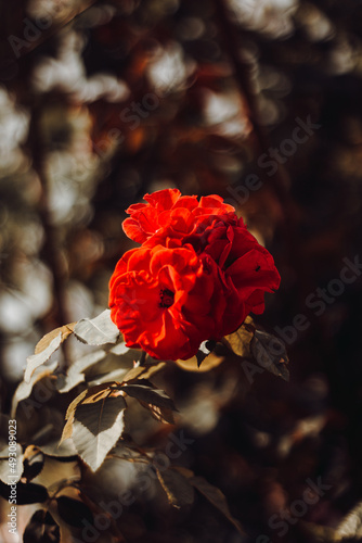 Rosas vermelhas 