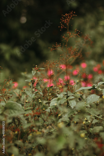 Flores no campo