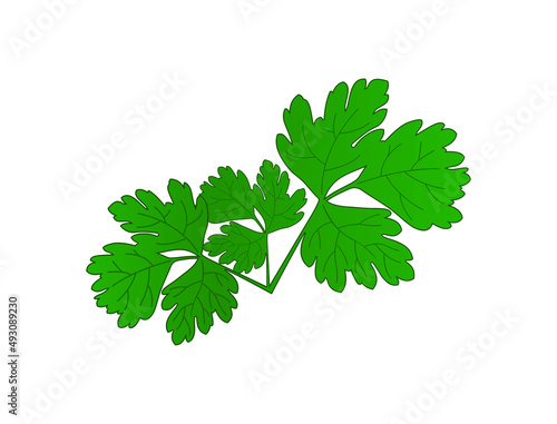 parsley herb leaves vector illustration 