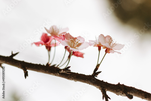 Pequenas flores cerejeiras photo
