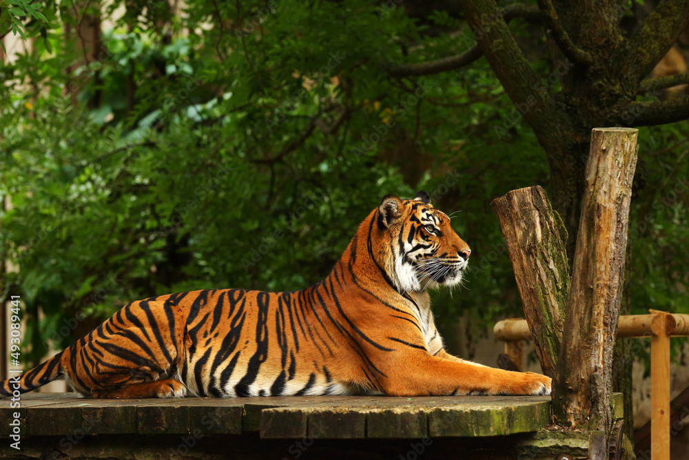 The Sumatran tiger (PANTHERA TIGRIS SUMATRAE) lying on the wood under the trees.