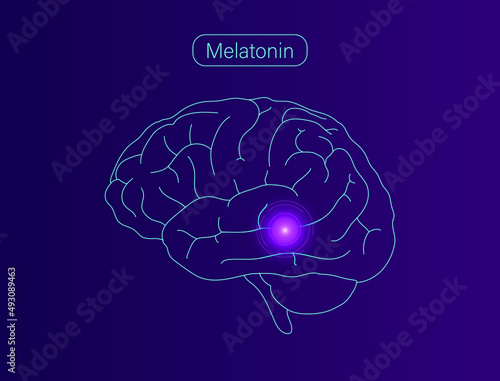 The function of melatonin hormone in humans vector illustration 