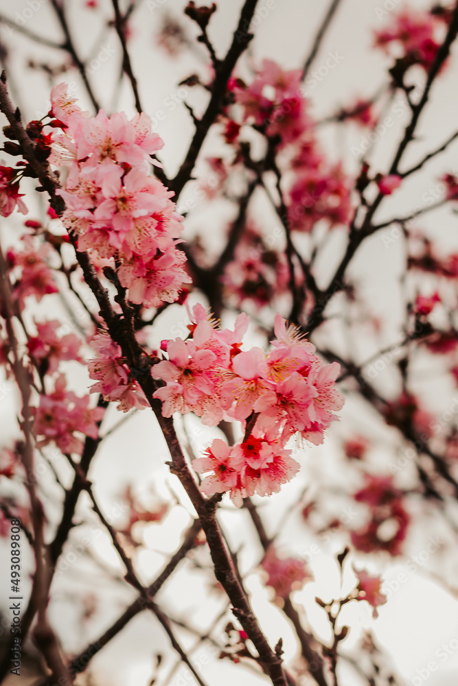 Árvore de cerejeira