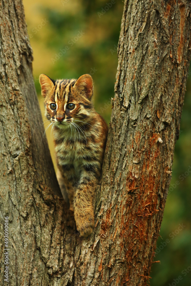 Obraz premium The leopard cat (PRIONAILURUS BENGALENSIS EUPTILURUS) is a small cat predator