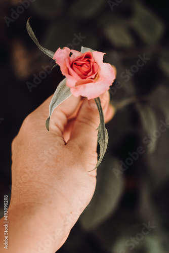 Mulher segurando uma rosa