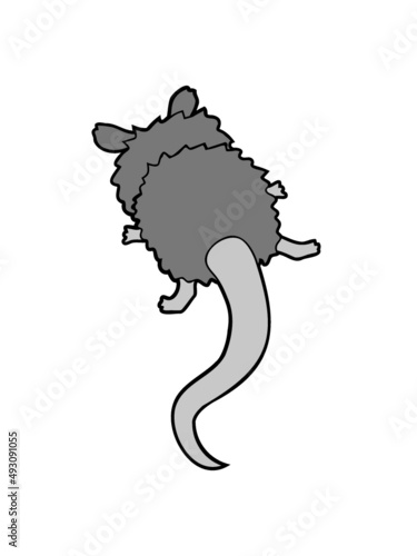 Opossum von hinten 