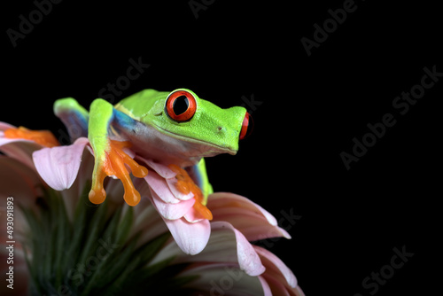 Close up photo of a red_eyed tree frog