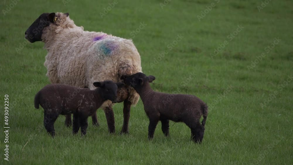 Lambs with mother sheep playing together in farmers field Lambs with mother sheep playing together in farmers field