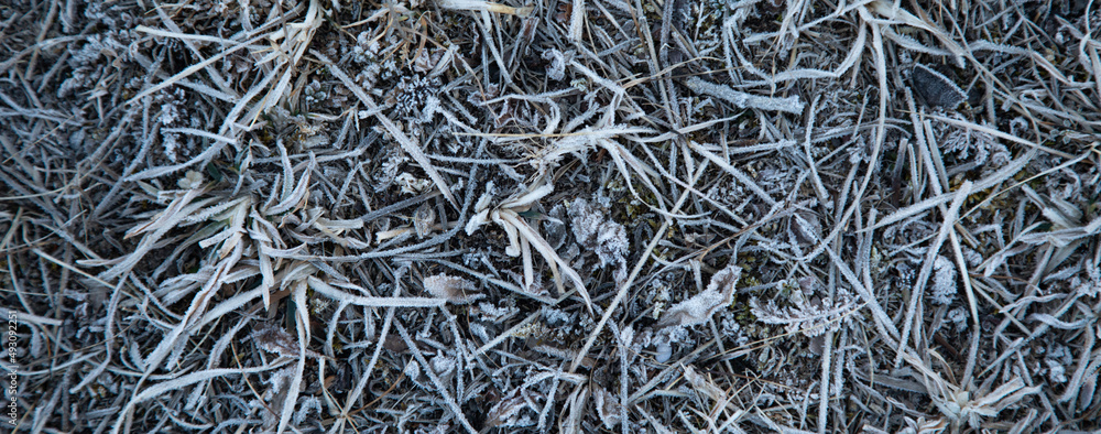 the old and dried grass the old and dried grass