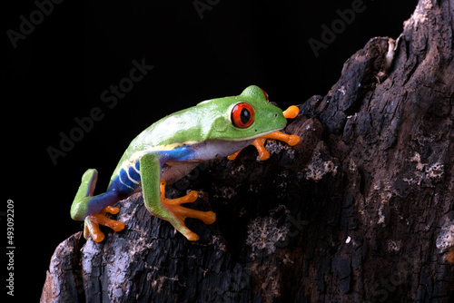 Red_eyed tree frog perched on an old tree log