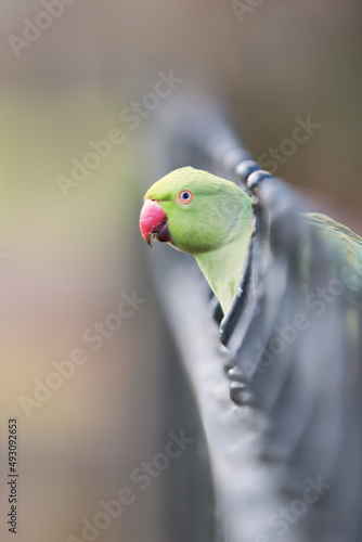 Close-up of a Ring-necked Parakeet perched on a metal fence