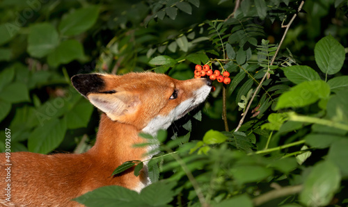 Close up of a Red fox cub smelling rowan berries in late summer photo