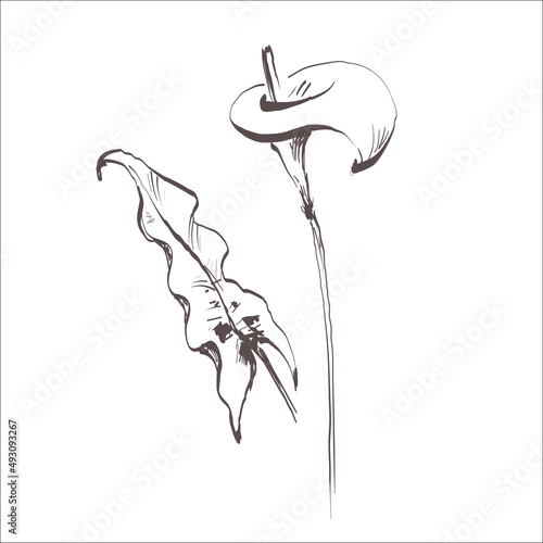 Doodle calla lily flower isolated on white. Sketch flower. Hand drawing line art. Outline vector stock illustration. EPS 10