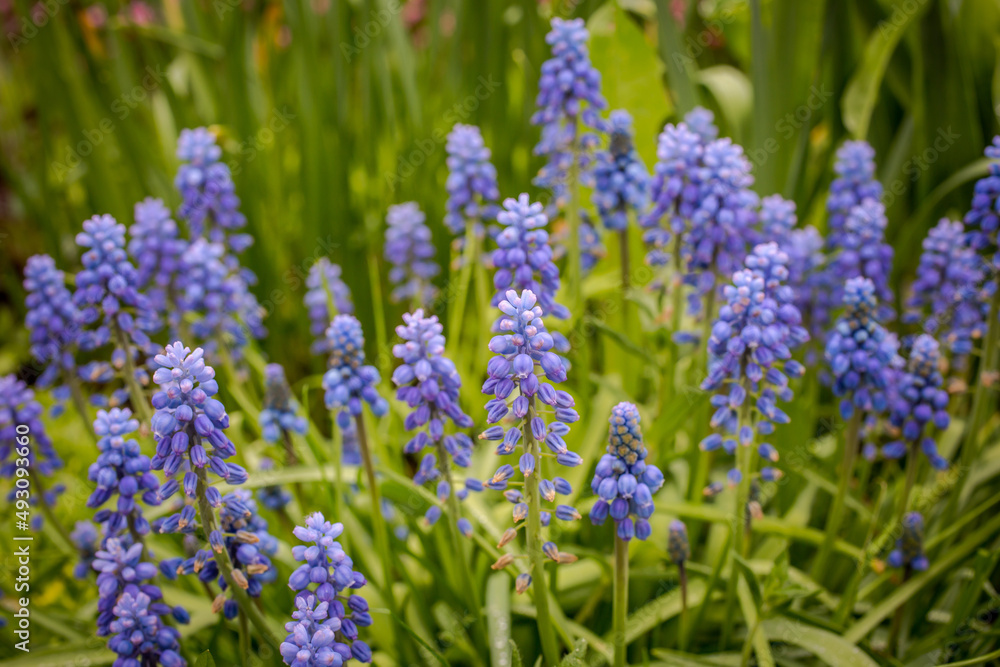 Obraz premium Tender blue muscari (grape hyacinth) flowers as nice spring background. Terry. Selective soft focus.