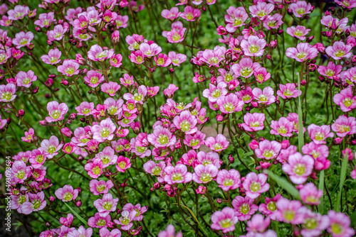 Rich pink flowers Saxifraga x arendsii Marto Rose an evergreen perennial alpine garden plant.