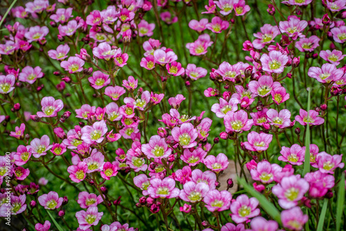 Rich pink flowers Saxifraga x arendsii Marto Rose an evergreen perennial alpine garden plant.