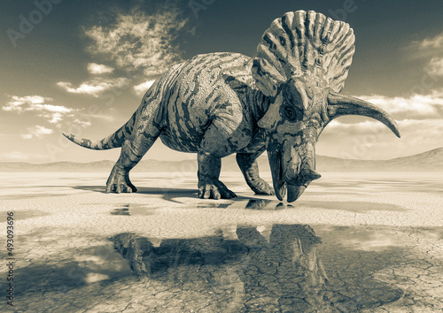 triceratops is drinking some water on the desert after rain side view