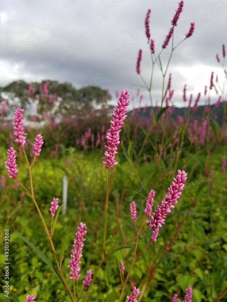 flowers in the meadow flowers in the meadow