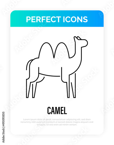 Camel thin line icon. Vector illustration.